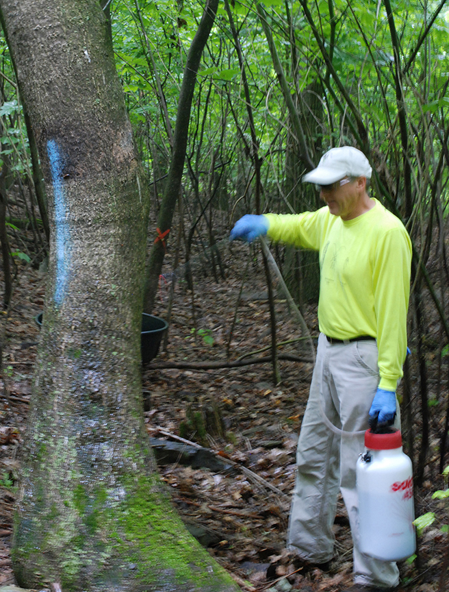 Trunk Spray - photo credit: Phil Lewis, USDA